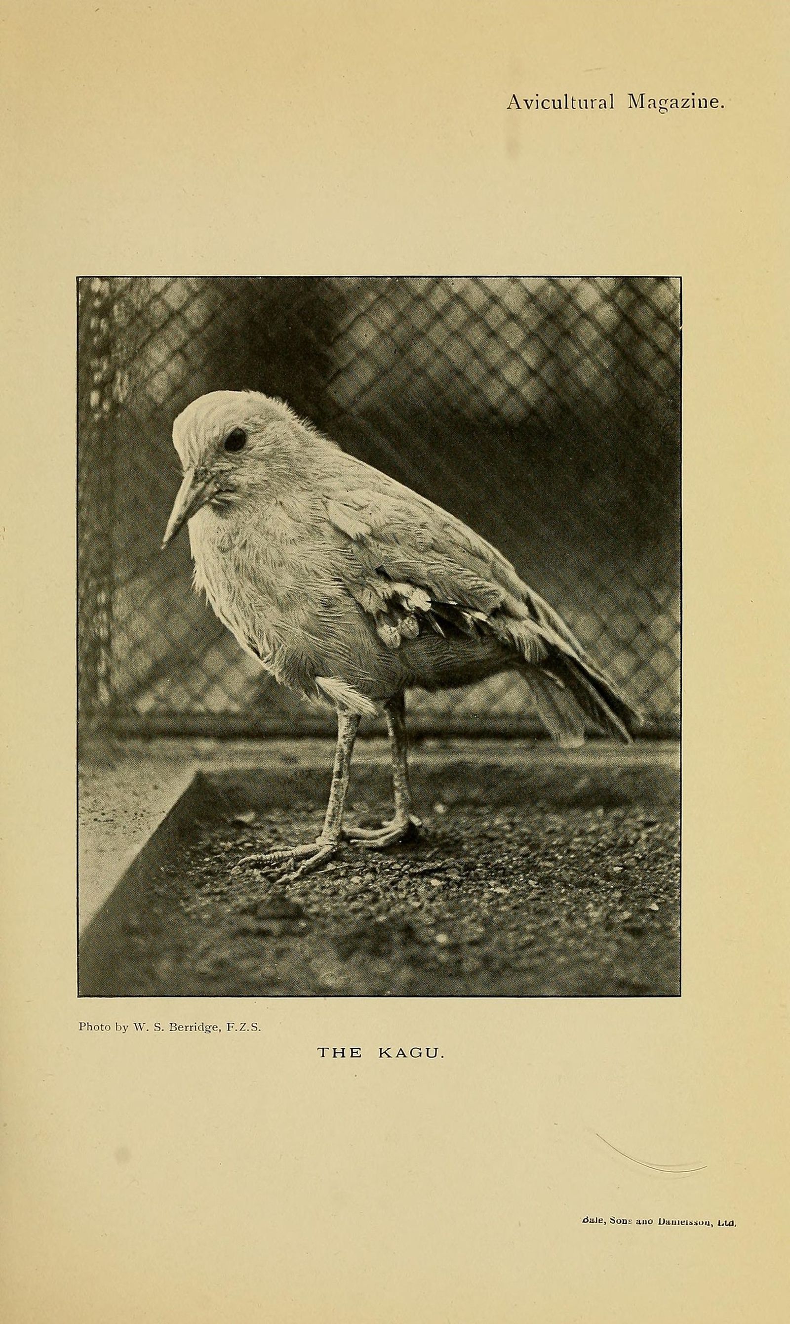 Kagu