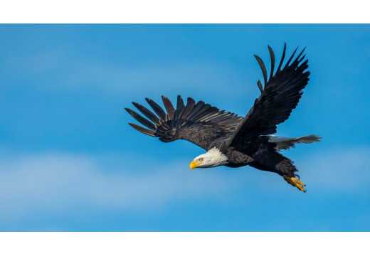 Dravci ve světě přírody