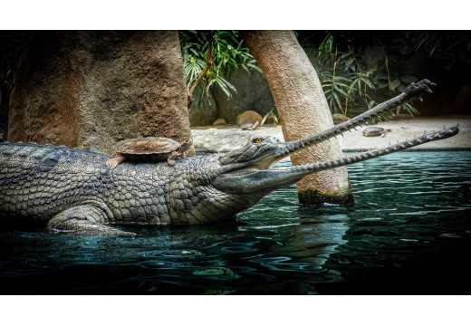 Gaviál: Tajemství ohroženého říčního krokodýla a jeho zvláštního úsměvu