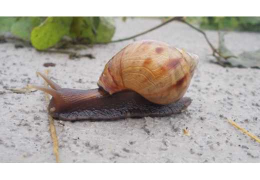 Achatina: Obří africký plž