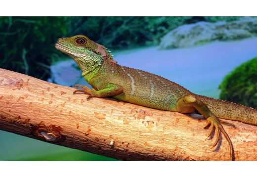 Agama: Průvodce chovem a péčí o tyto ještěry