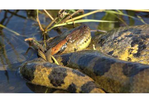Anakonda: Největších had na světě?