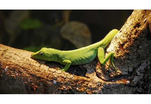 Anolis: Průzkum světa těchto fascinujících ještěrů