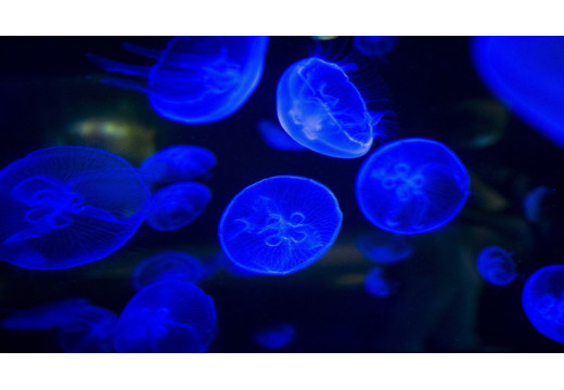 Bioluminiscence: Objevte fascinující svět přírodního světla a jeho tajemství
