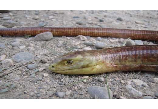 Blavor: Tajemství a fascinace plazem, který není hadem