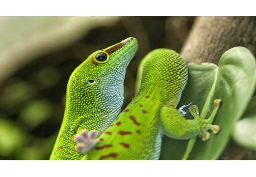 Felsuma: Kompletní průvodce