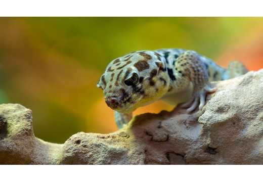 Gekončík: Fascinující svět těchto malých plazů