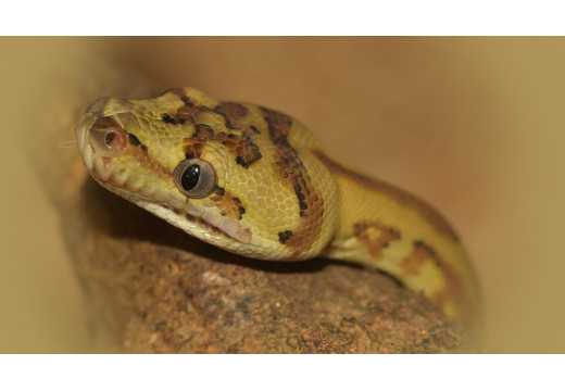 Hroznýš: Objevte fascinující svět tohoto tajemného a nebezpečného plaza