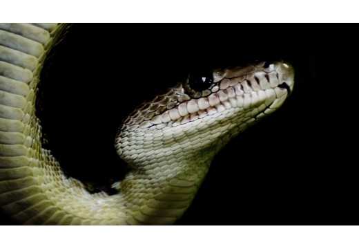 Hroznýšek: Malý zázrak přírody&nbsp;