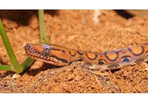 Hroznýšovec: Příběhy a zajímavosti