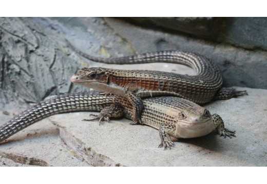 Ještěrkovec: Objevte svět tohoto unikátního druhu plaza