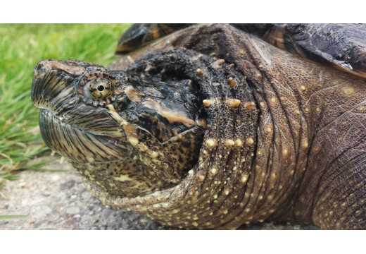 Kajmanka: Vše, co potřebujete vědět