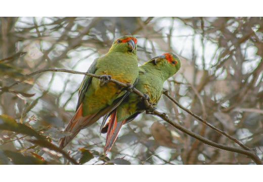 Kogny: Tajemství těchto jedinečných jihoamerických papoušků odhaleno