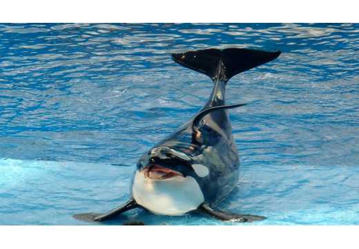 Kosatky: Mořští živočichové, kteří spí, i když bdí