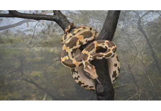 Krajta: Popis, chov a péče