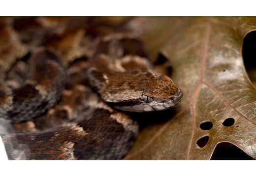 Křovinář: Podrobný průzkum tohoto plaza