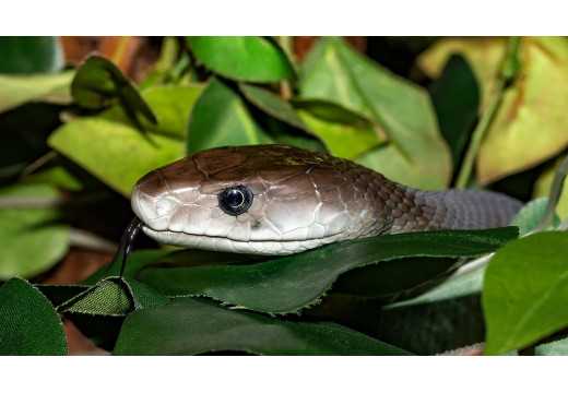 Mamba: Seznamte se s hadem, jehož uštknutí vás může stát život