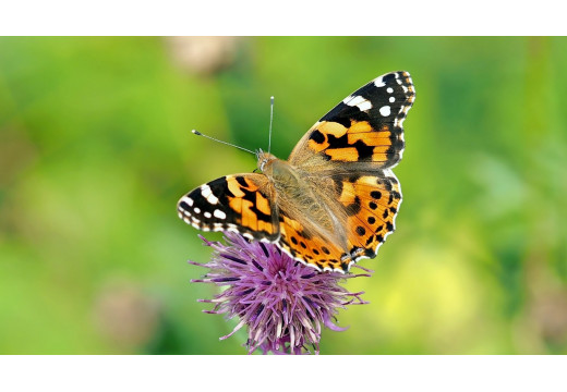 Motýli jsou krásným a nejvíce barevným druhem hmyzu