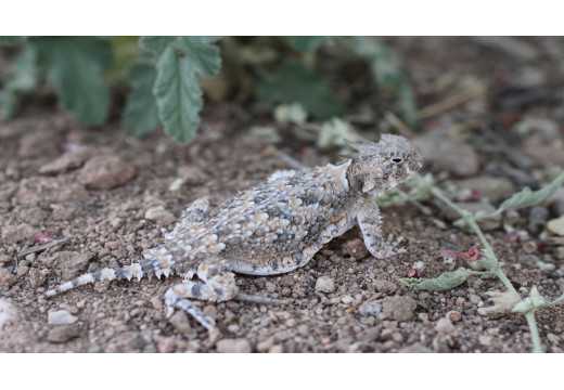 Ropušník: Fascinující ještěrka s unikátními adaptacemi