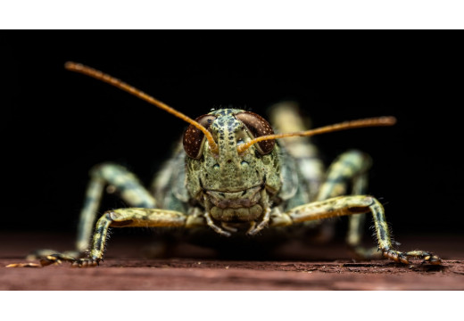 Saranče: Pohled na život a adaptace těchto fascinujících hmyzích skokanů