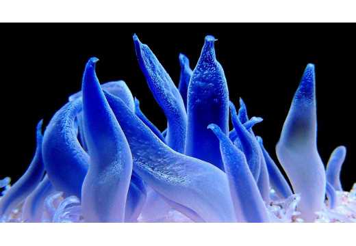 Sasanka: Toto jste o nich dosud nevěděli!