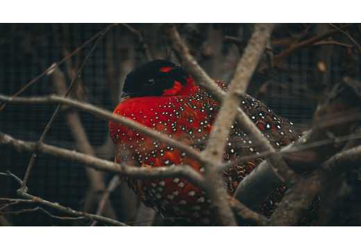 Satyr: Fascinující objev ve světě exotického ptactva