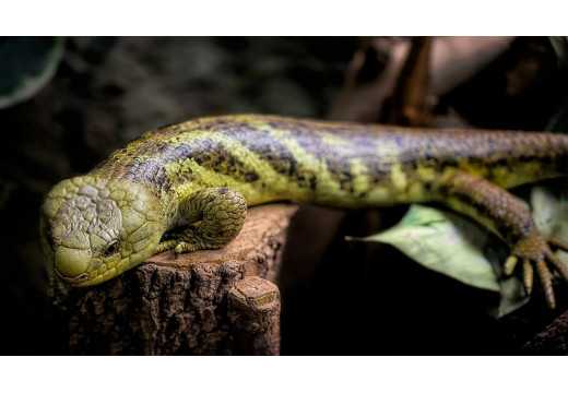 Scink: Jedinečná ještěrka