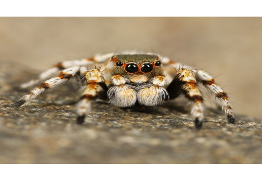 Záhady a fascinace sklípkana: Poznávání těchto úžasných pavouků