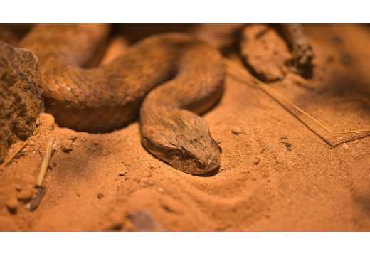 Smrtonoš: Vstupte do tajemného světa nejobávanějších plazů