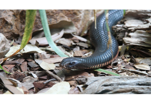 Taipan: Setkání s jedním z nejsmrtelnějších hadů světa