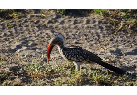 Toko: Pohled do života neobyčejného ptáka afrických savan