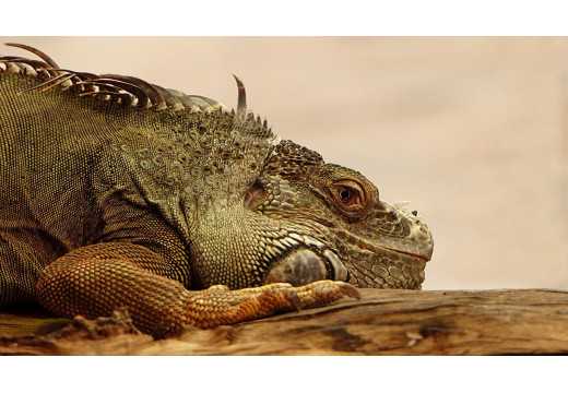 Podmanivý svět varanů: fascinující pohled na život těchto obřích ještěrů